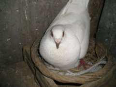 鴿子蛋多少天能孵出來