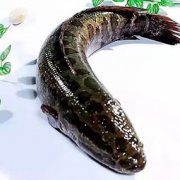 黑魚太滑怎么清洗