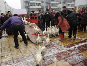 趕鴨子上架什么意思