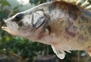 鮭魚(yú)和桂魚(yú)一樣嗎