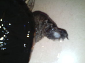 鱷魚(yú)龜腐皮怎么辦