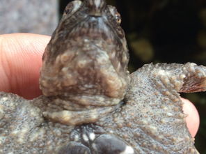 鱷魚(yú)龜腐皮怎么辦