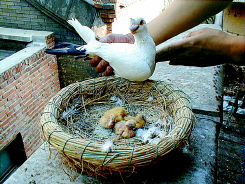 鴿子蛋多少天能孵出來