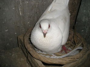 鴿子蛋多少天能孵出來