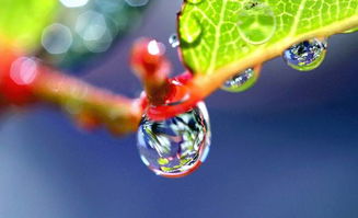 鴻雁來玄鳥歸是啥意思