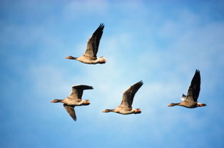 鴻雁來玄鳥歸是啥意思