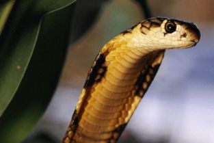 夢到被眼鏡蛇咬是什么意思