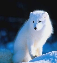 夢見白狐貍是什么意思