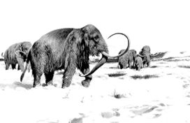 克隆猛犸象成功了嗎