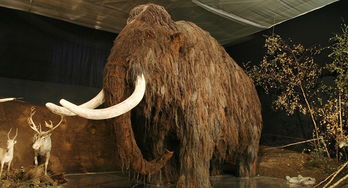 克隆猛犸象成功了嗎