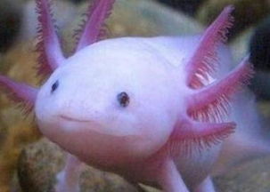 六角恐龍魚會叫嗎