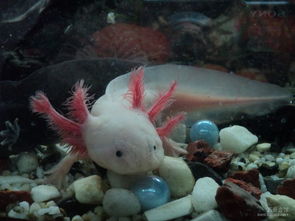 六角恐龍魚會叫嗎