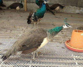 孔雀蛋孵化多少天