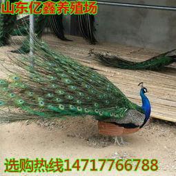 孔雀蛋孵化多少天