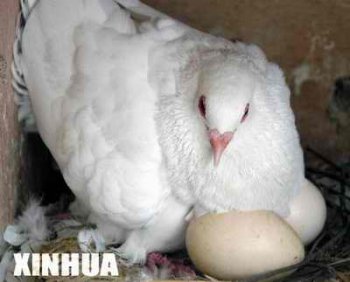 孔雀蛋孵化多少天