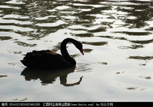 夢見黑天鵝是什么意思