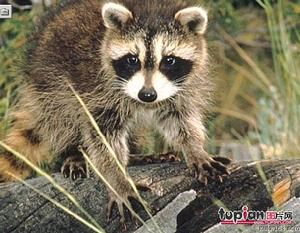 浣熊為什么喜歡洗東西