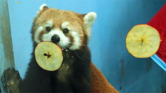 浣熊為什么喜歡洗東西