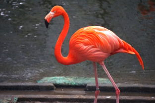 火烈鳥寓意什么