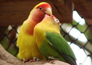 火烈鳥寓意什么