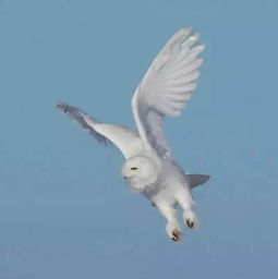 貓頭鷹可以家養(yǎng)犯法嗎