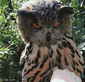 貓頭鷹可以家養(yǎng)犯法嗎