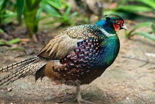 貓頭鷹可以家養(yǎng)犯法嗎