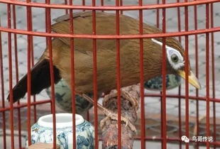 畫眉鳥起性有什么現象