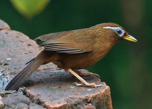 畫眉鳥起性有什么現象