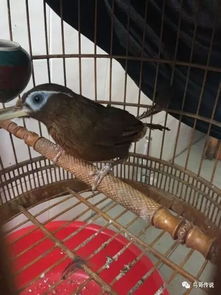 畫眉鳥起性有什么現象