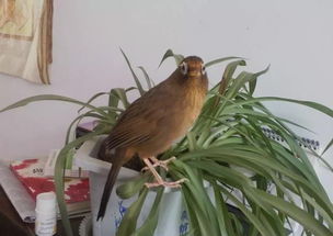 畫眉鳥起性有什么現象