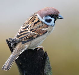 籠養鴿子不見陽光行嗎