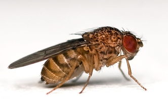 蜜蜂白頭蛹如何防治