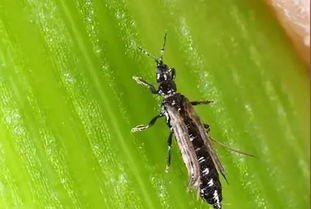 蜜蜂白頭蛹如何防治