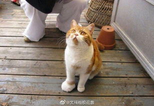 蜜蜂蟄了用牙膏行嗎