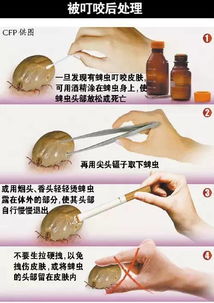 蜱蟲出現什么季節