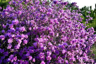 金達萊是杜鵑花嗎