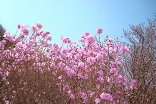 金達萊是杜鵑花嗎