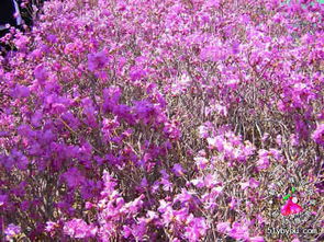 金達萊是杜鵑花嗎