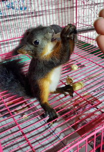 黃山松鼠怎么養(yǎng)