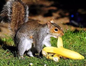 黃山松鼠怎么養(yǎng)