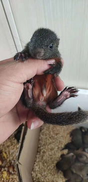 黃山松鼠怎么養(yǎng)