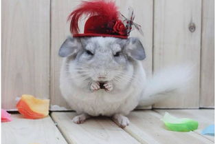 龍貓認(rèn)主人嗎