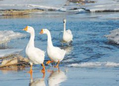 夢見黑天鵝是什么意思