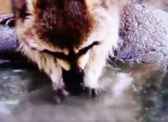 浣熊為什么喜歡洗東西