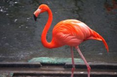 火烈鳥寓意什么