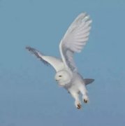 貓頭鷹可以家養犯法嗎