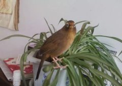 畫眉鳥起性有什么現象