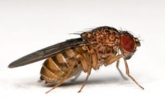 蜜蜂白頭蛹如何防治