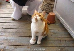 蜜蜂蟄了用牙膏行嗎